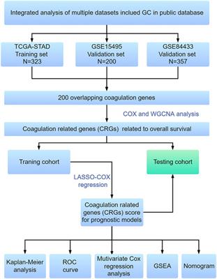 Construction and validation of a novel coagulation-related 7-gene prognostic signature for gastric cancer